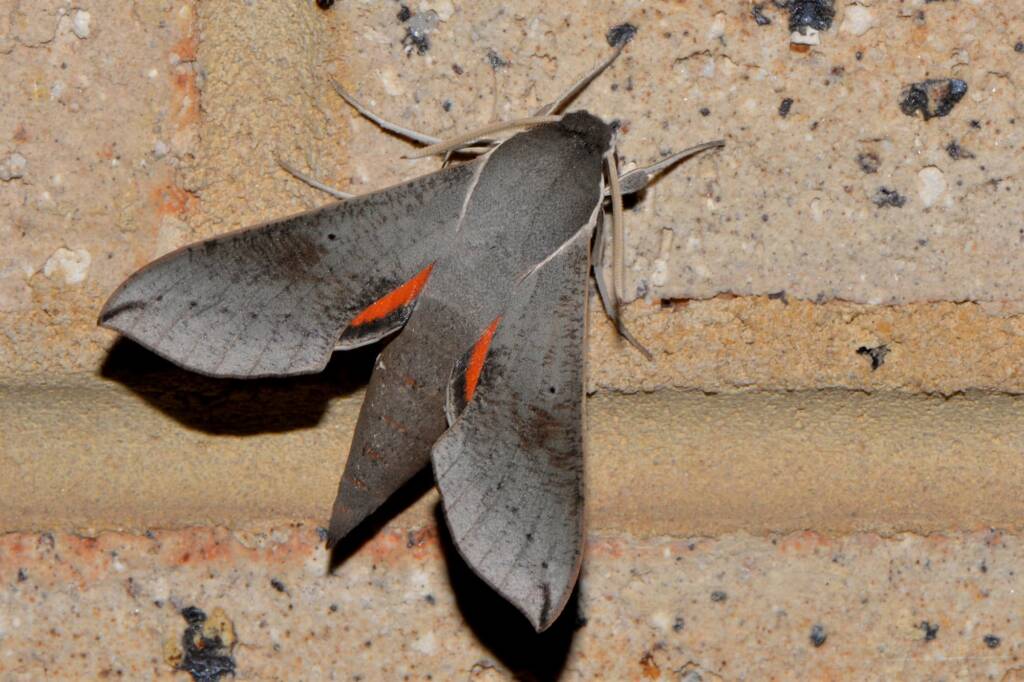 Coprosma Hawk Moth (Hippotion scrofa), Swan View WA © Jean and Fred Hort