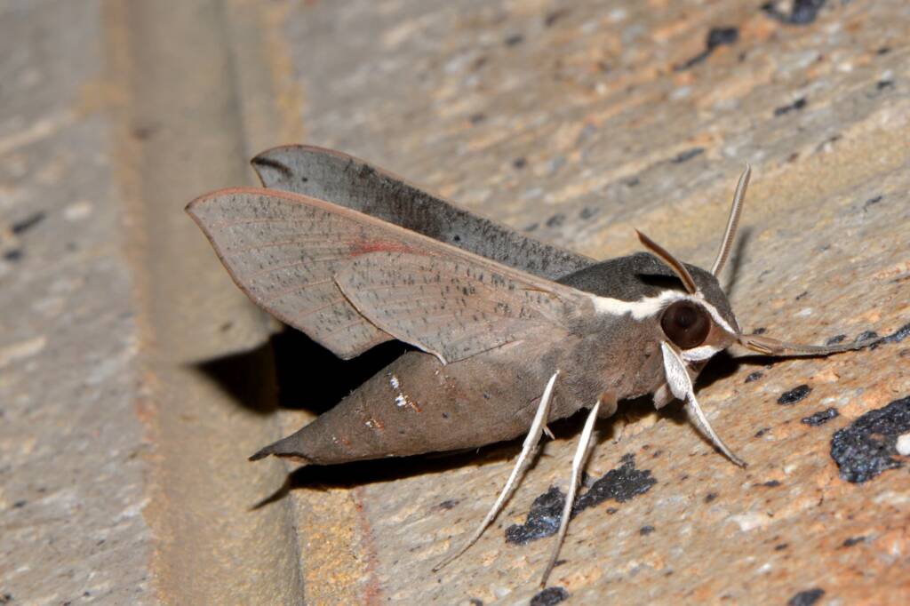Coprosma Hawk Moth (Hippotion scrofa), Swan View WA © Jean and Fred Hort