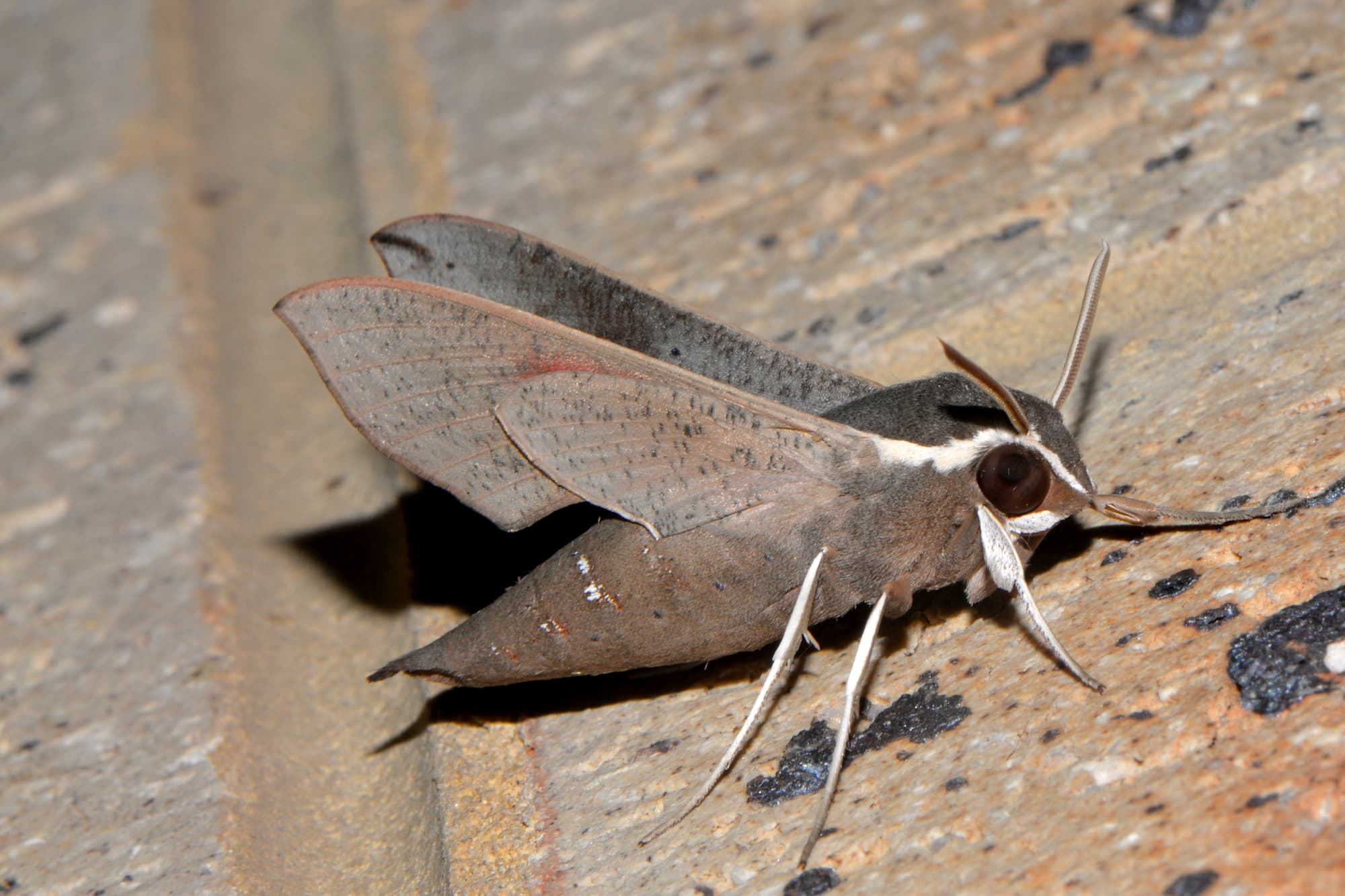 Coprosma Hawk Moth (Hippotion scrofa), Swan View WA © Jean and Fred Hort