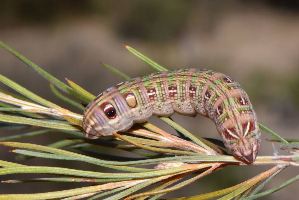 Larva of Coprosma Hawk Moth (Hippotion scrofa), Watercarrin WA © Jean and Fred Hort