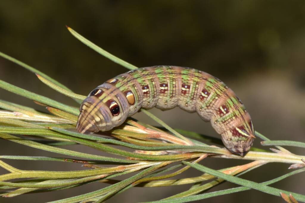 Larva of Coprosma Hawk Moth (Hippotion scrofa), Watercarrin WA © Jean and Fred Hort