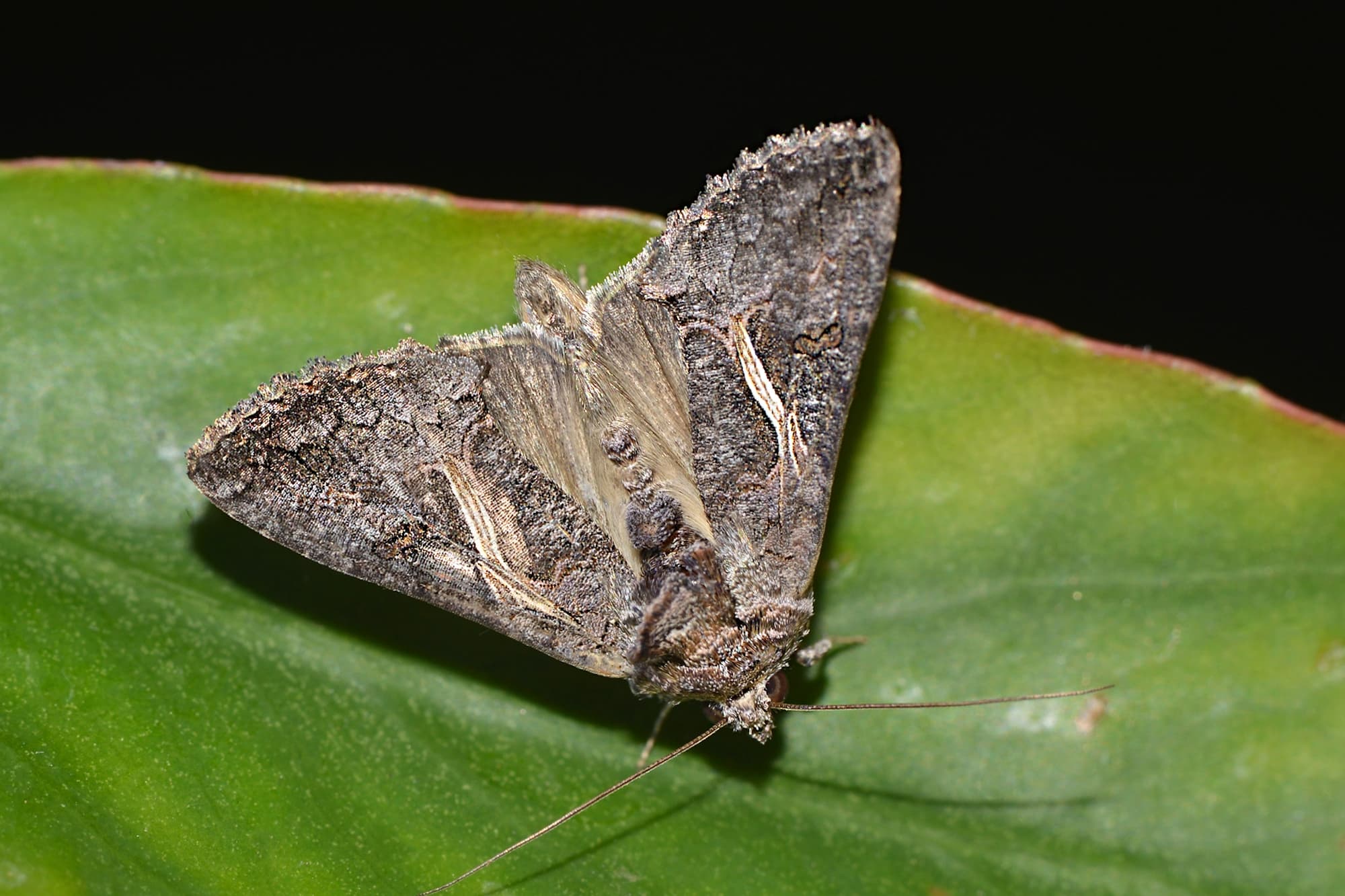 Ctenoplusia albostriata, Swan View WA © Jean and Fred Hort