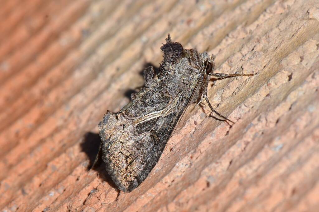 Ctenoplusia albostriata, Swan View WA © Jean and Fred Hort