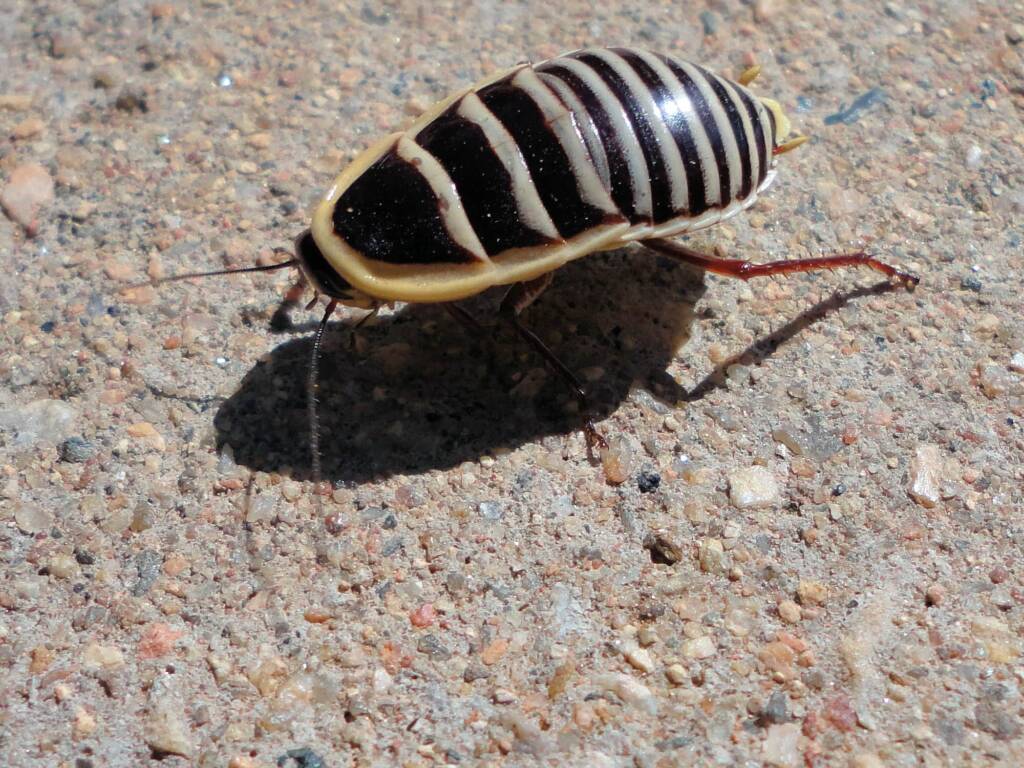 Desmozosteria cincta, Alice Springs NT