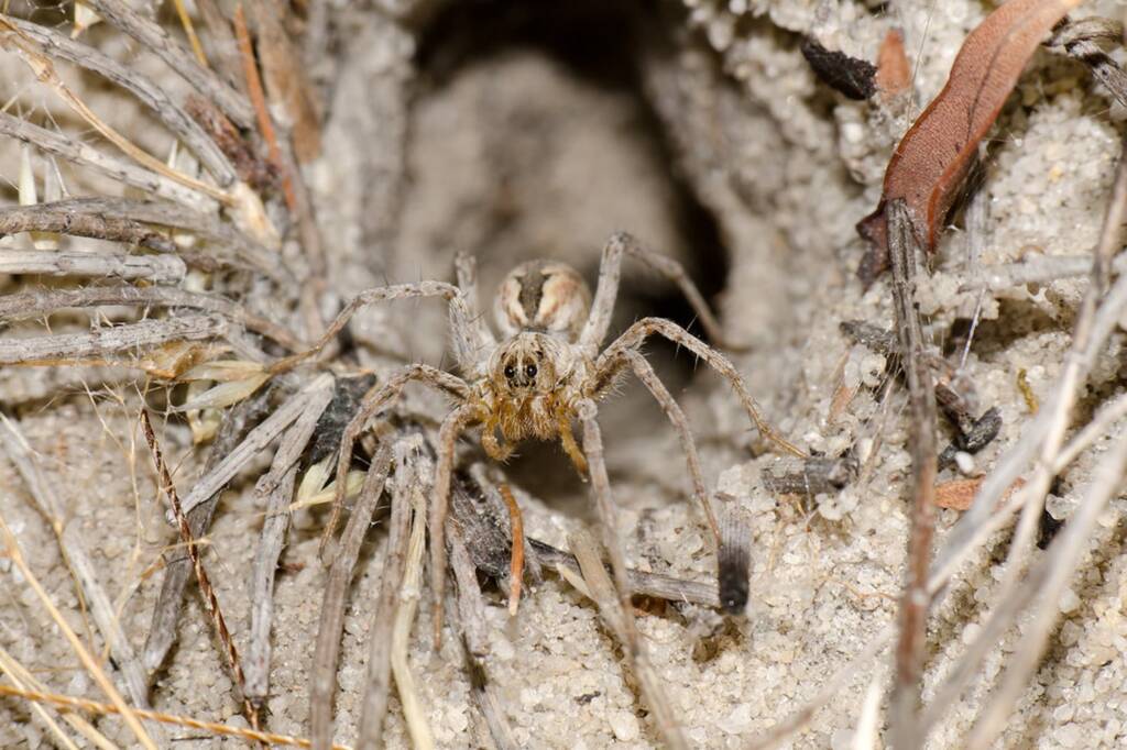 Dingosa sp (Wolf Spider) - emerging from lair, Talbot Road Reserve, Stratton WA © Jean and Fred Hort