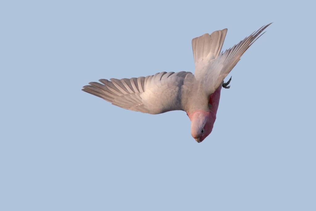 Galah (Eolophus roseicapilla), Swan View WA © Jean and Fred Hort