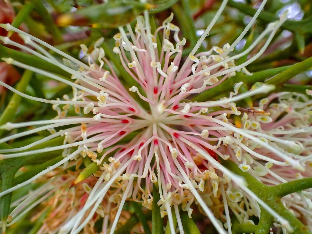 Hakea lasiocarpha, Southern WA © Terry Dunham