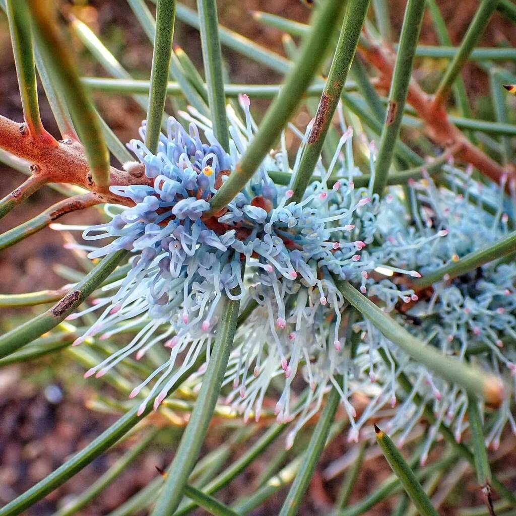 Hakea lehmanniana (Blue Hakea), Stirling Range National Park WA © Terry Dunham