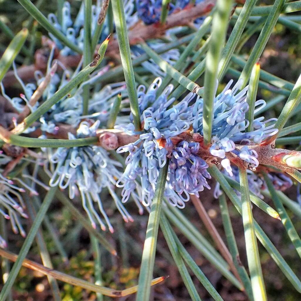Hakea lehmanniana (Blue Hakea), Stirling Range National Park WA © Terry Dunham