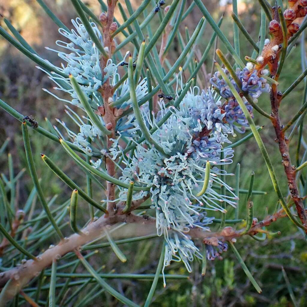 Hakea lehmanniana (Blue Hakea), Stirling Range National Park WA © Terry Dunham