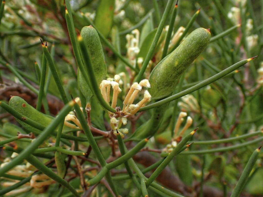 Hakea trifurcata (Two-leaf Hakea), Stirling Range National Park WA © Terry Dunham