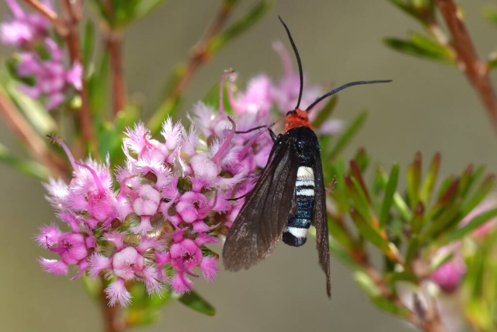 Hestiochora occidentalis, Wandoo National Park WA © Jean and Fred Hort