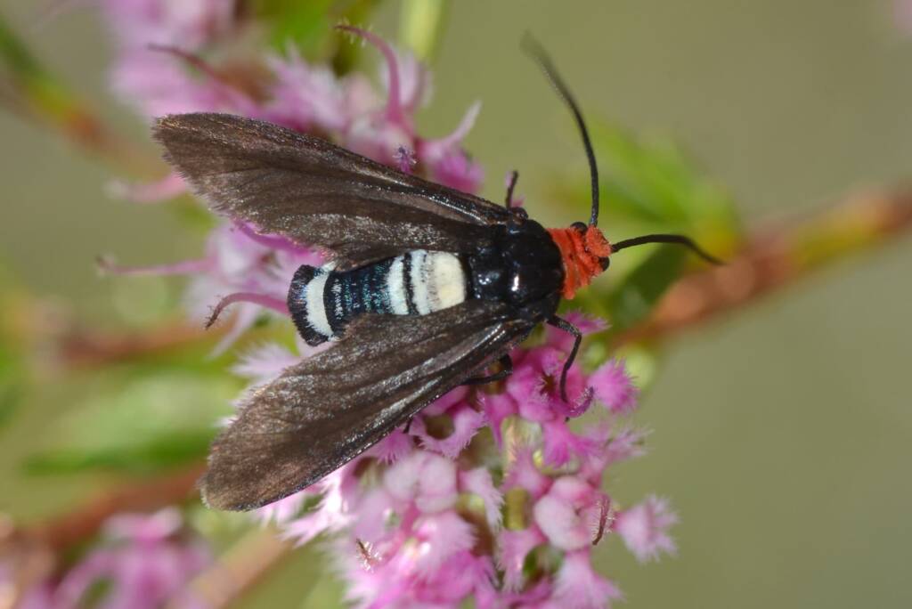 Hestiochora occidentalis, Wandoo National Park WA © Jean and Fred Hort