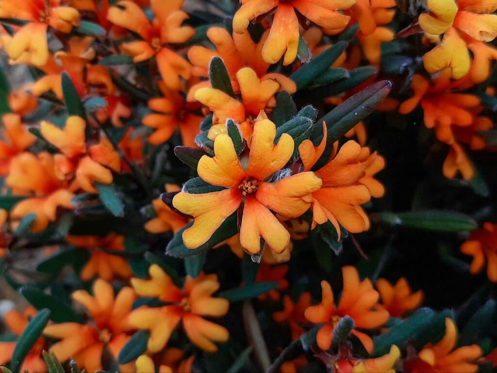 Hibbertia selkii, Stirling Ranges NP WA © Terry Dunham