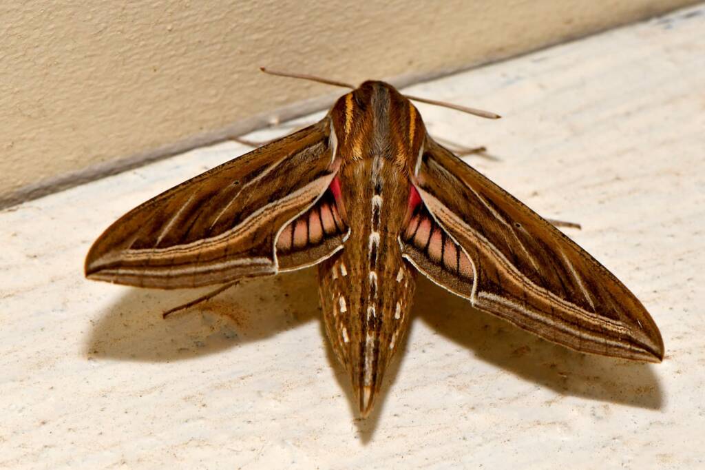 Vine Hawk Moth Hippotion celerio, Swan View WA © Jean and Fred Hort