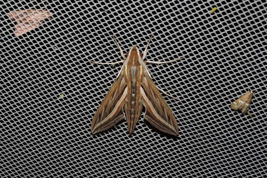 Hippotion celerio, Yalgorup S F / Yalgorup National Park WA © Paul Kay
