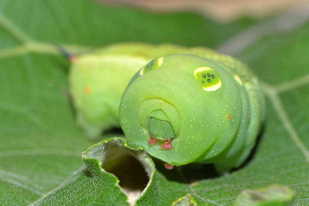 Hippotion celerio caterpillar, Swan View WA © Jean and Fred Hort