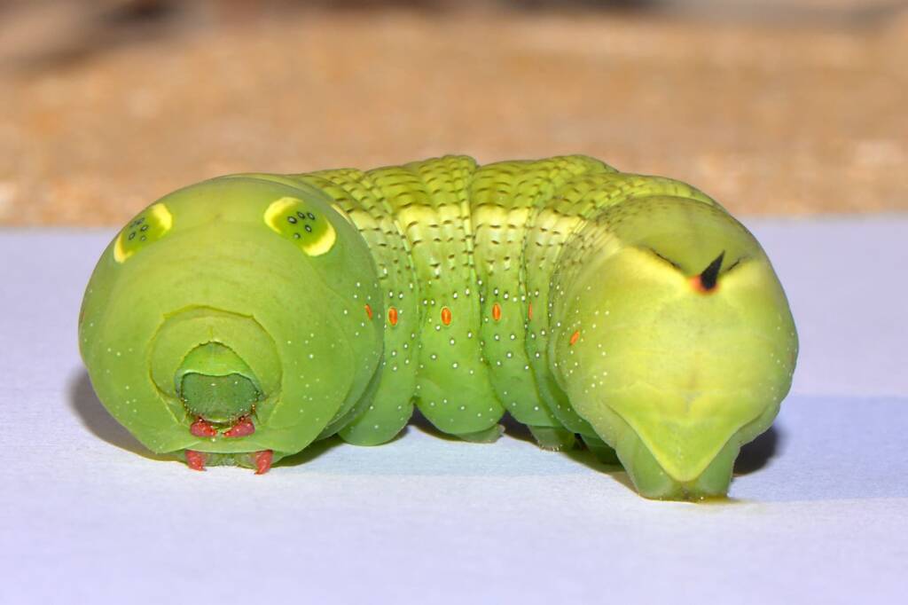 Hippotion celerio caterpillar, Swan View WA © Jean and Fred Hort