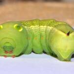 Hippotion celerio caterpillar, Swan View WA © Jean and Fred Hort