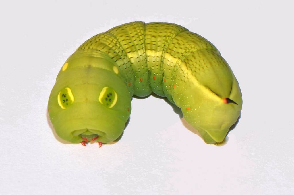 Hippotion celerio caterpillar, Swan View WA © Jean and Fred Hort