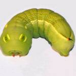 Hippotion celerio caterpillar, Swan View WA © Jean and Fred Hort