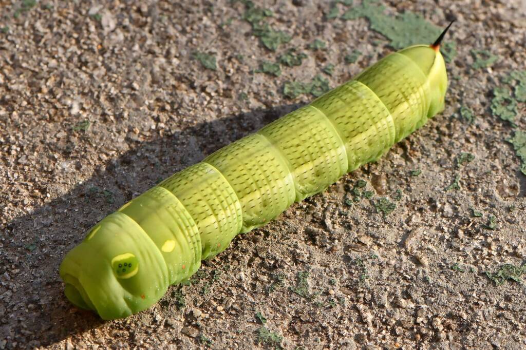 Hippotion celerio caterpillar, Swan View WA © Jean and Fred Hort