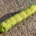 Hippotion celerio caterpillar, Swan View WA © Jean and Fred Hort