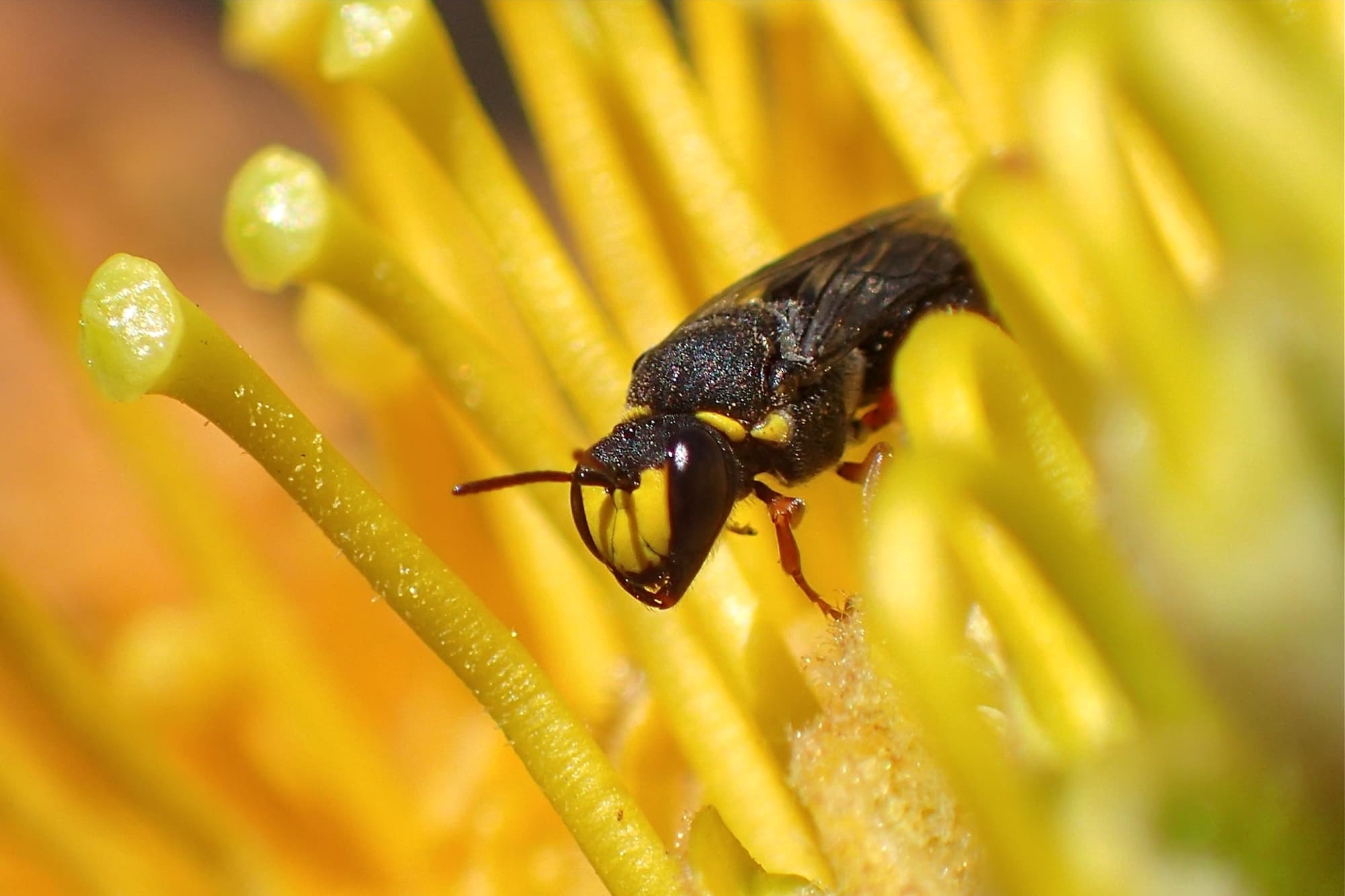 Male Hylaeus (Hylaeteron) douglasi, Geraldton, Midwest WA © Gary Taylor