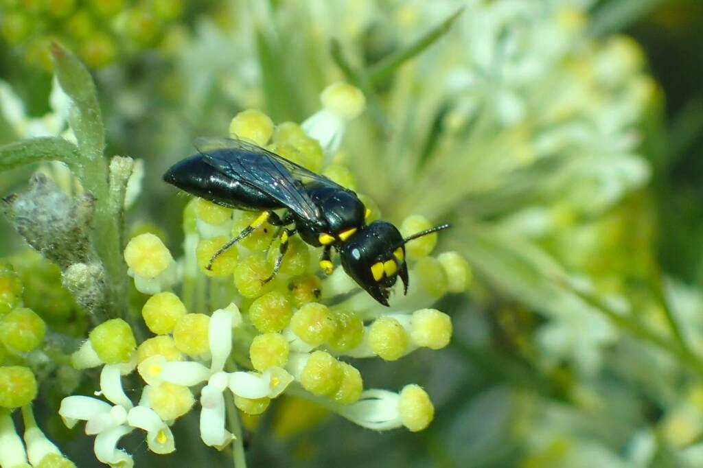 Unidentified Hylaeine (Hylaeus sp), Geraldton, Midwest WA © Gary Taylor