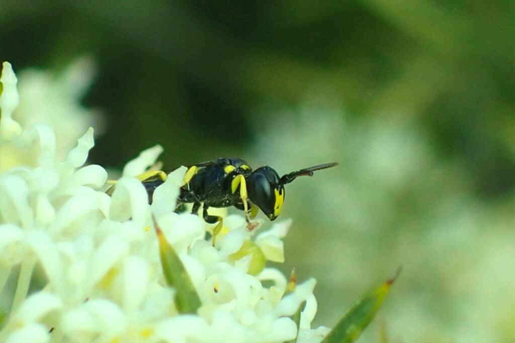 Unidentified Hylaeine (Hylaeus sp), Geraldton, Midwest WA © Gary Taylor