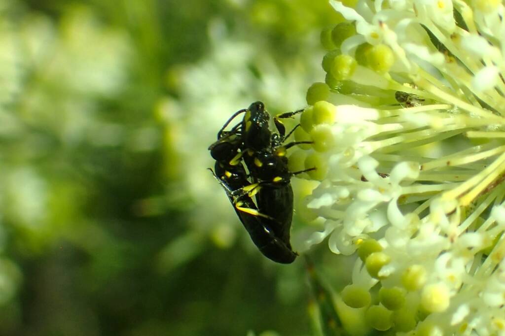 Unidentified mating Hylaeine (Hylaeus sp), Geraldton, Midwest WA © Gary Taylor