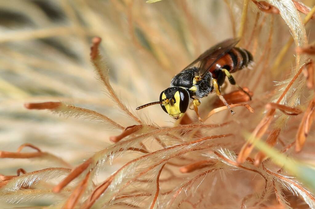 Hylaeus (Prosopisteron) sanguinipictus on spent Banksia glaucifolia flowers, Badgingarra National Park WA © Jean and Fred Hort