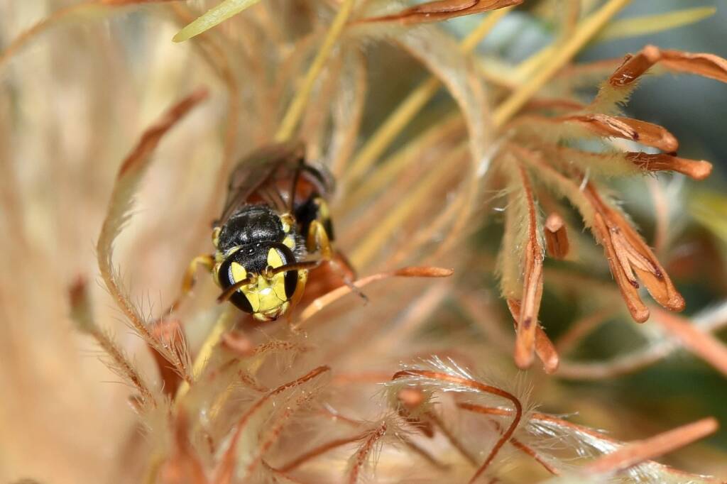 Hylaeus (Prosopisteron) sanguinipictus on spent Banksia glaucifolia flowers, Badgingarra National Park WA © Jean and Fred Hort