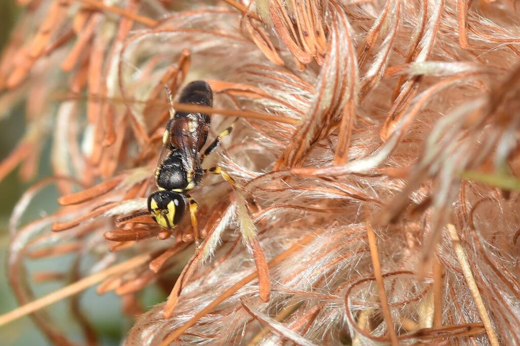 Hylaeus (Prosopisteron) sanguinipictus on spent Banksia glaucifolia flowers, Badgingarra National Park WA © Jean and Fred Hort