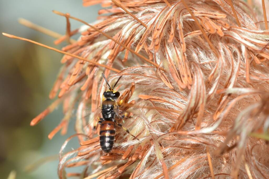 Hylaeus (Prosopisteron) sanguinipictus on spent Banksia glaucifolia flowers, Badgingarra National Park WA © Jean and Fred Hort