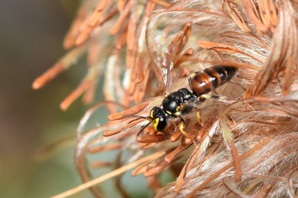 Hylaeus (Prosopisteron) sanguinipictus on spent Banksia glaucifolia flowers, Badgingarra National Park WA © Jean and Fred Hort