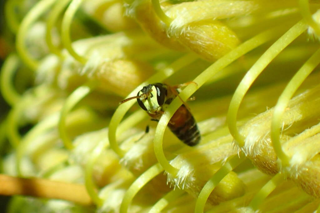 Hylaeus (Prosopisteron) sanguinipictus (male), Geraldton, Midwest WA © Gary Taylor