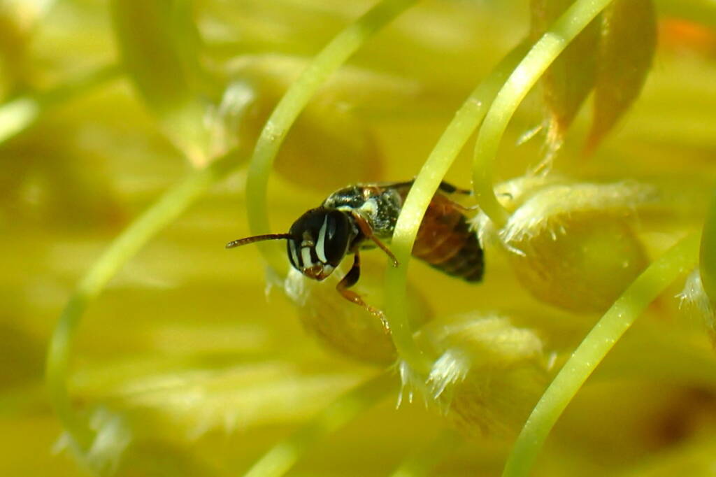 Hylaeus (Prosopisteron) sanguinipictus (female), Geraldton, Midwest WA © Gary Taylor