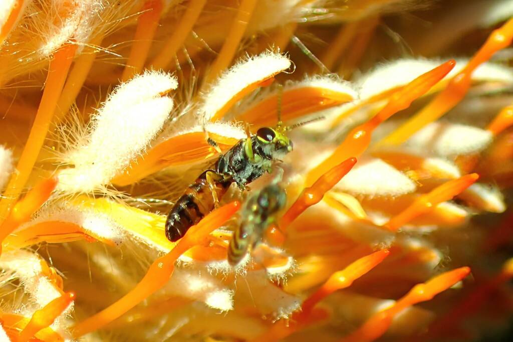 Hylaeus sanguinipictus (and Euryglossinae Euhesma), Midwest WA © Gary Taylor