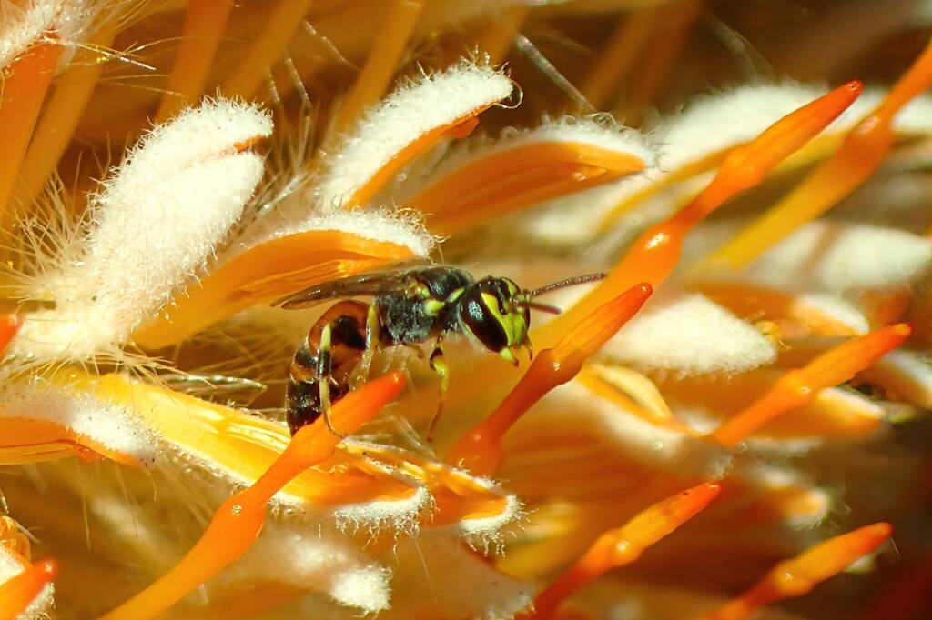 Hylaeus sanguinipictus, Midwest WA © Gary Taylor
