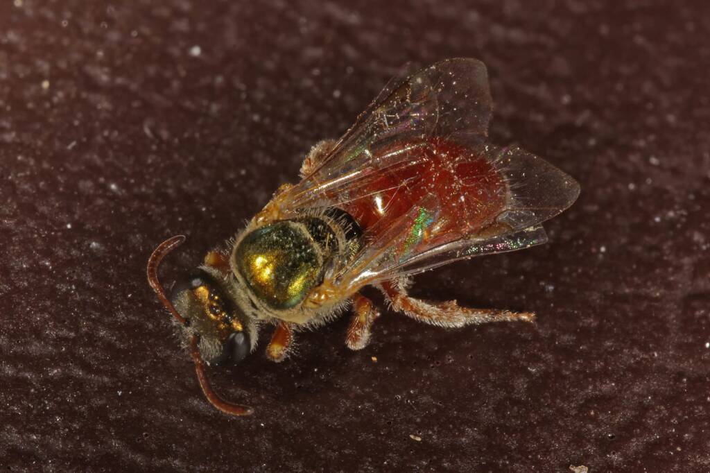 Lasioglossum (Homalictus) dotatum, Muchea WA © Marc Newman