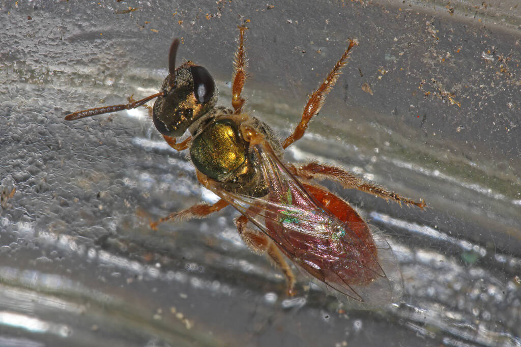 Lasioglossum (Homalictus) dotatum, Ballandean QLD © Marc Newman