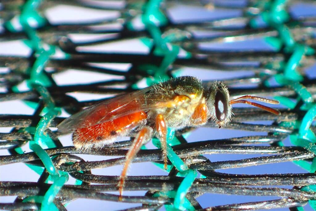 Lasioglossum (Homalictus) dotatum, Midwest WA © Gary Taylor