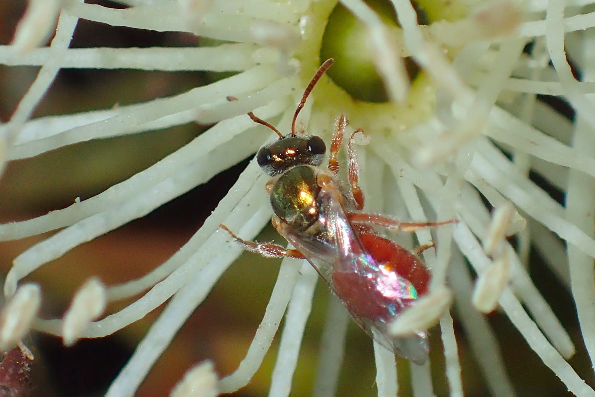 Lasioglossum (Homalictus) dotatum, Midwest WA © Gary Taylor