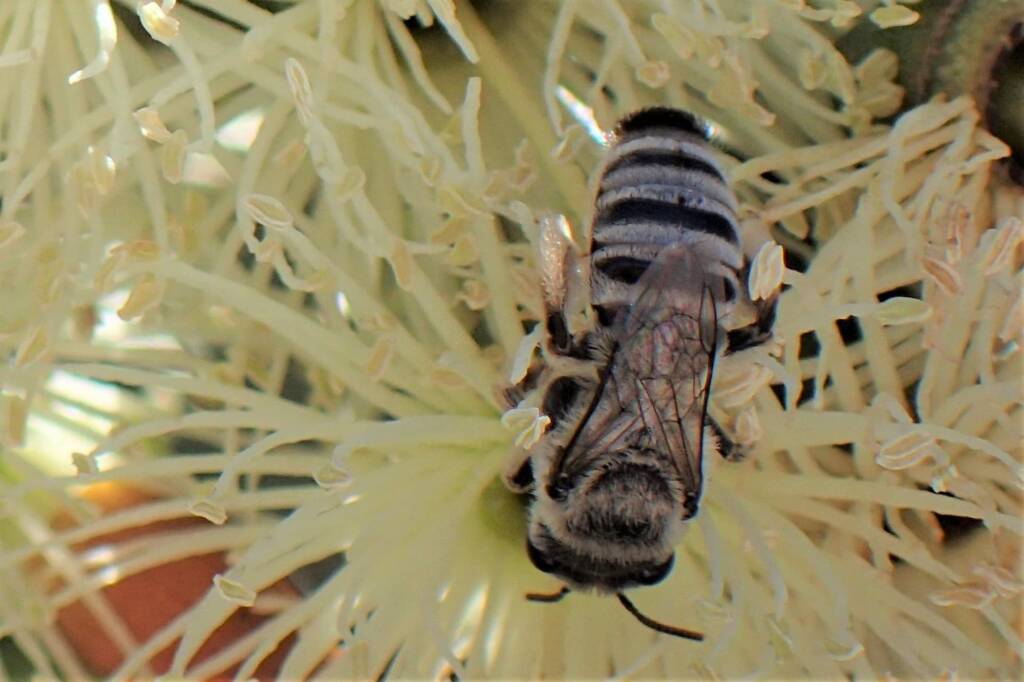 Leioproctus (Protomorpha) sp, Midwest WA © Gary Taylor