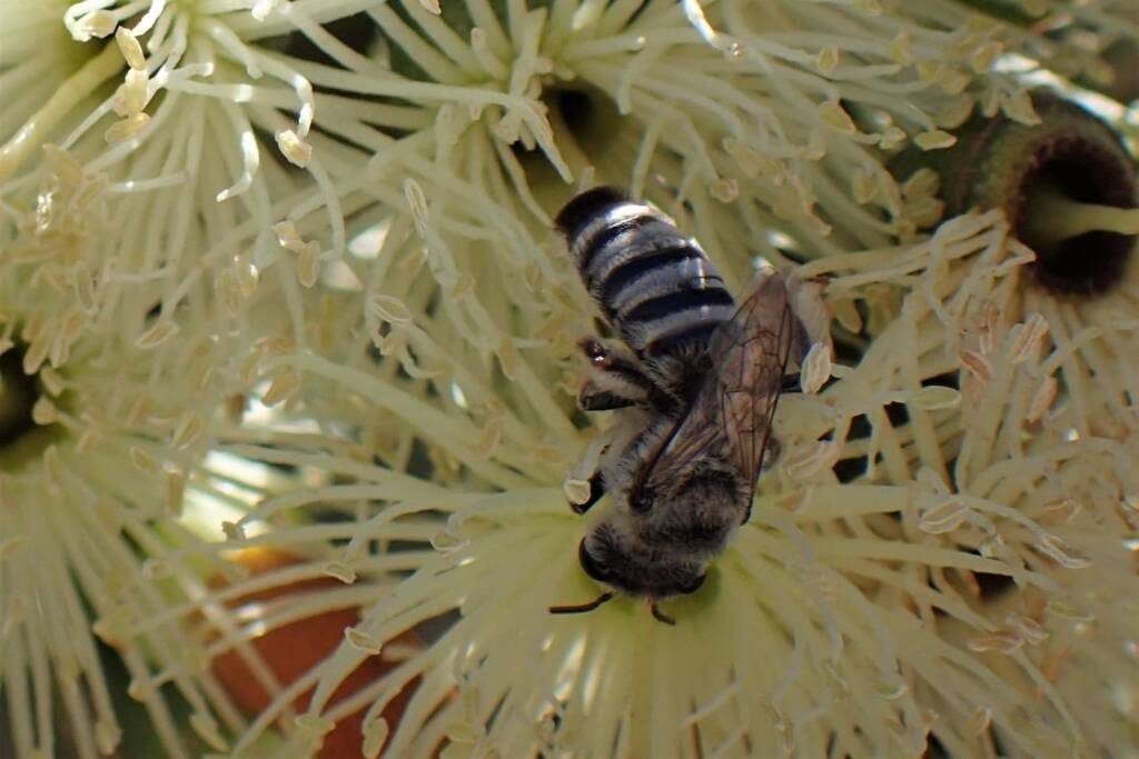 Leioproctus (Protomorpha) sp, Midwest WA © Gary Taylor