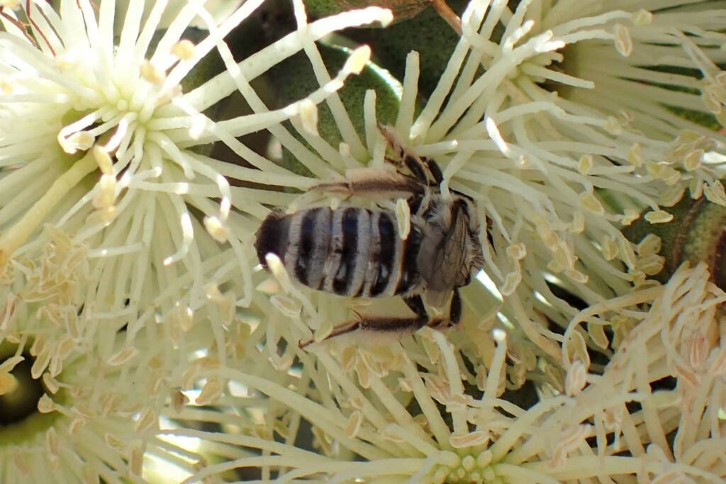 Leioproctus (Protomorpha) sp, Midwest WA © Gary Taylor