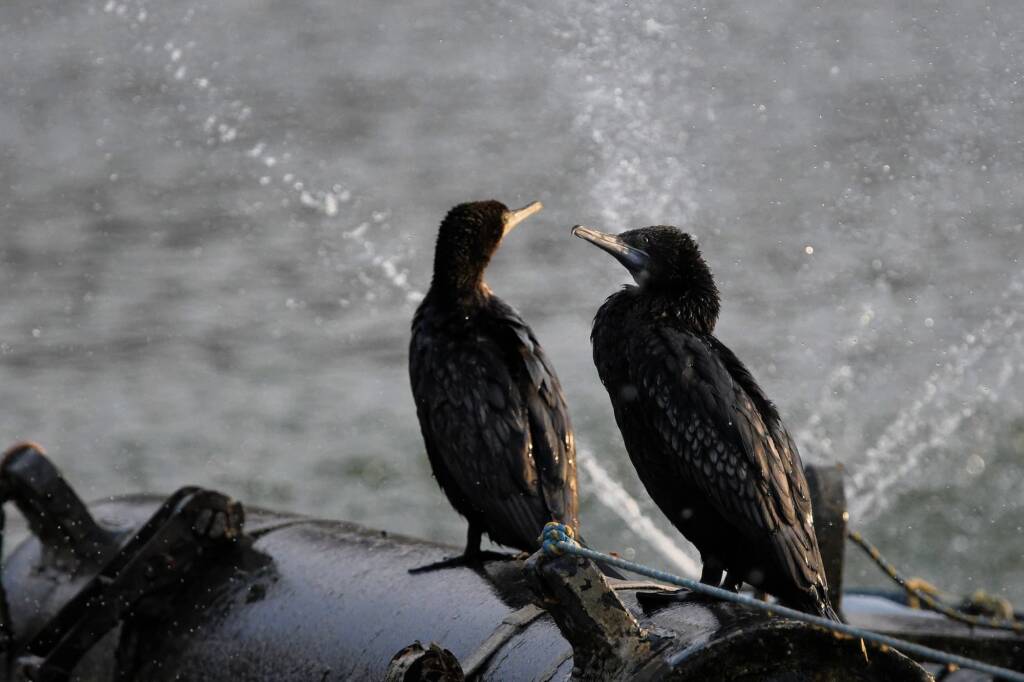 LIttle Black Cormorant (Phalacrocorax sulcirostris) at sunrise, Alice Springs NT © Dorothy Latimer