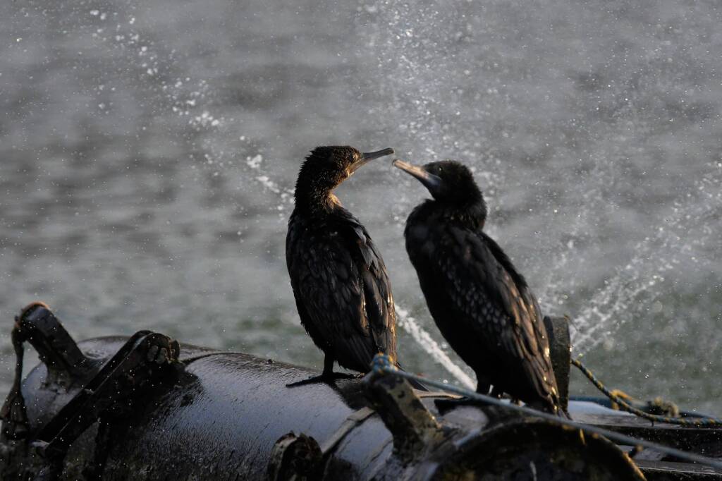 LIttle Black Cormorant (Phalacrocorax sulcirostris) at sunrise, Alice Springs NT © Dorothy Latimer
