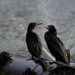 LIttle Black Cormorant (Phalacrocorax sulcirostris) at sunrise, Alice Springs NT © Dorothy Latimer